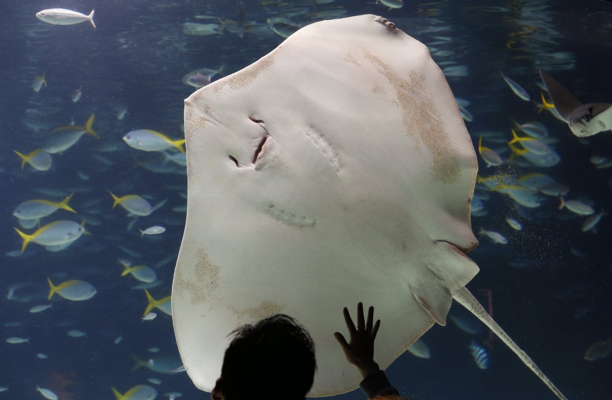 Скаты в океанариуме