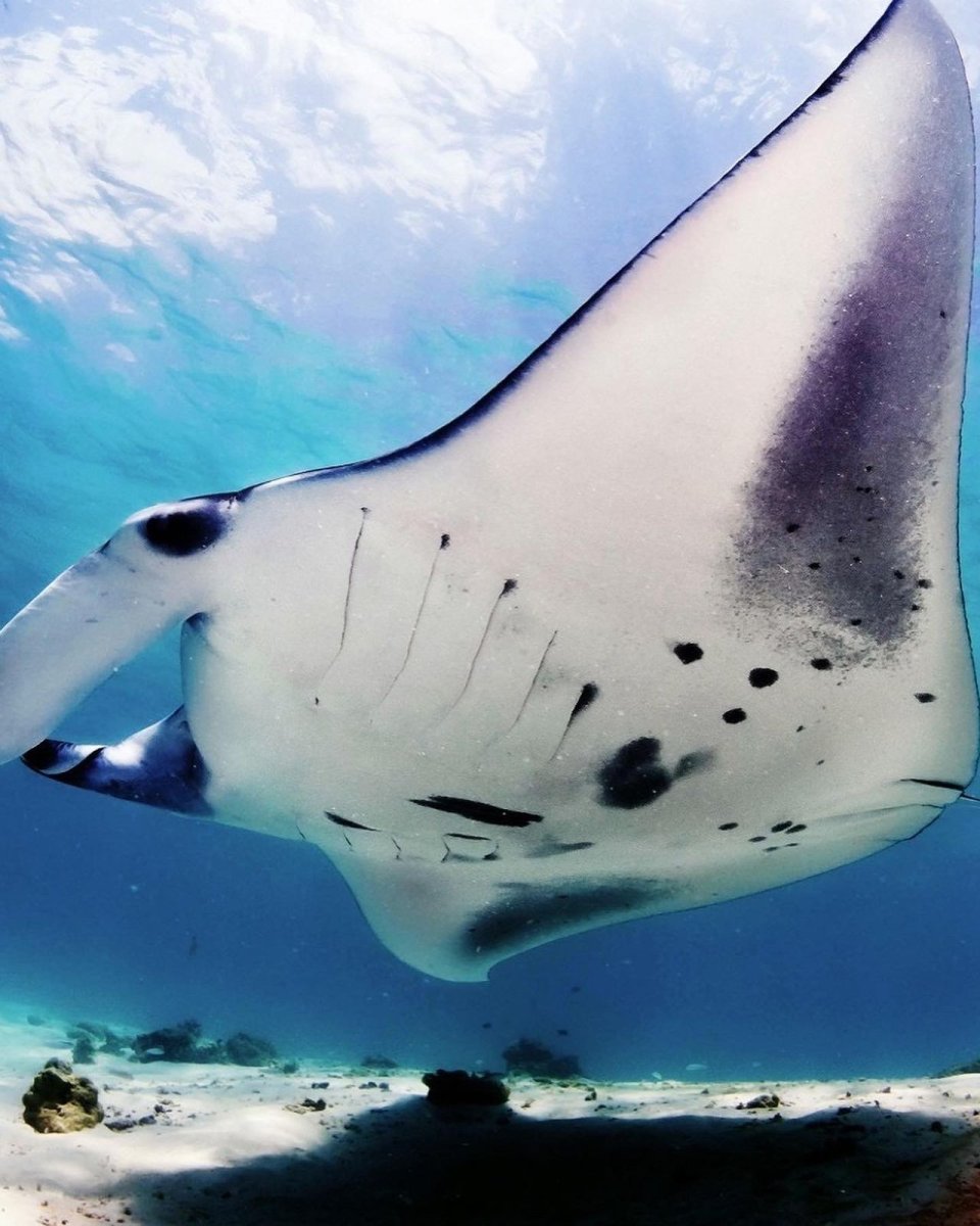 Ханифару Бэй Мальдивы манты