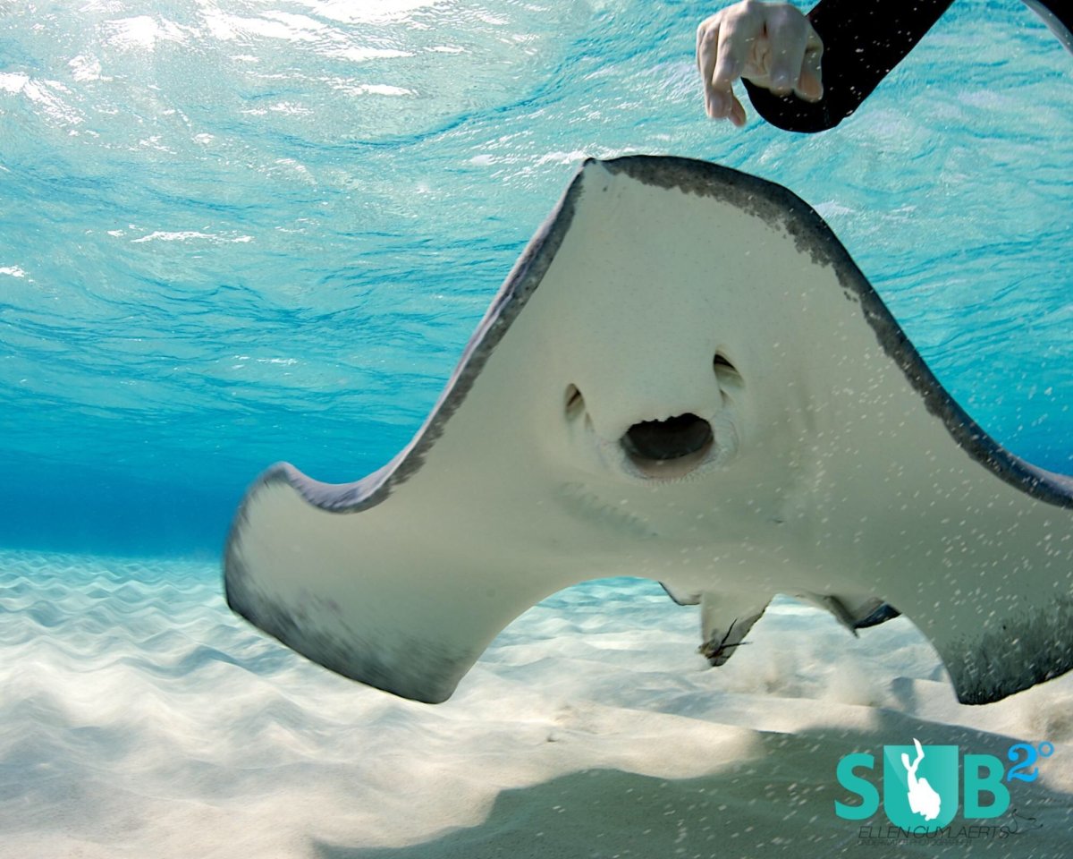 Скат Stingray