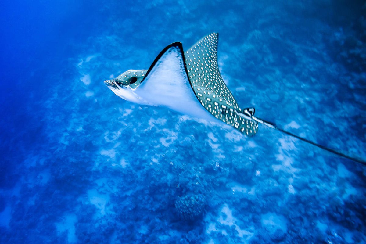 Скат орляк пятнистый