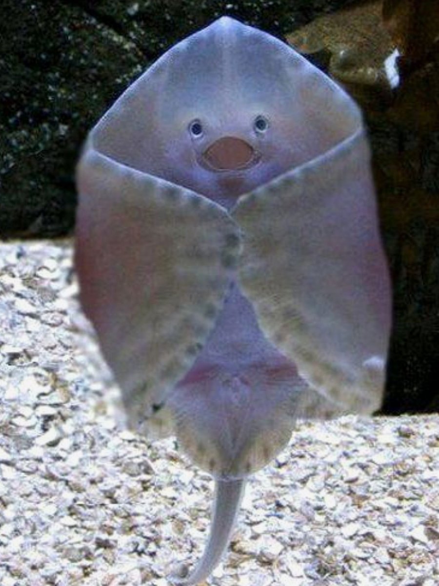 Детеныш ската