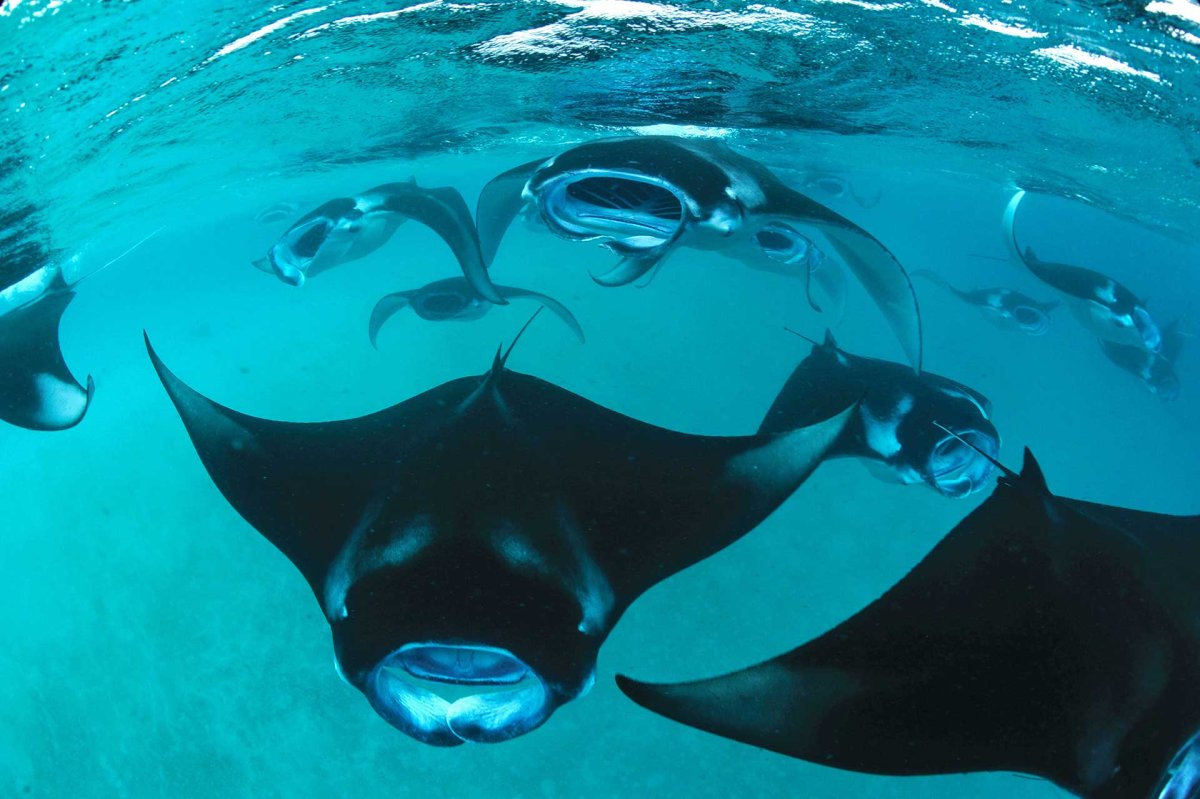 Скаты манты на Мальдивах