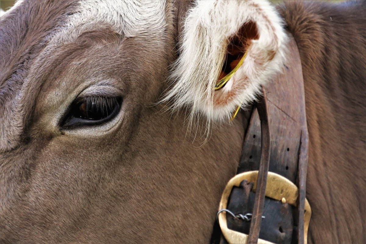 Коровьи глаза