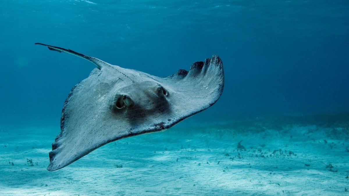 Скаты на Мальдивах