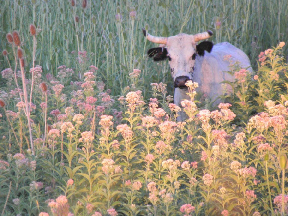 Бюстгальтер для коровы