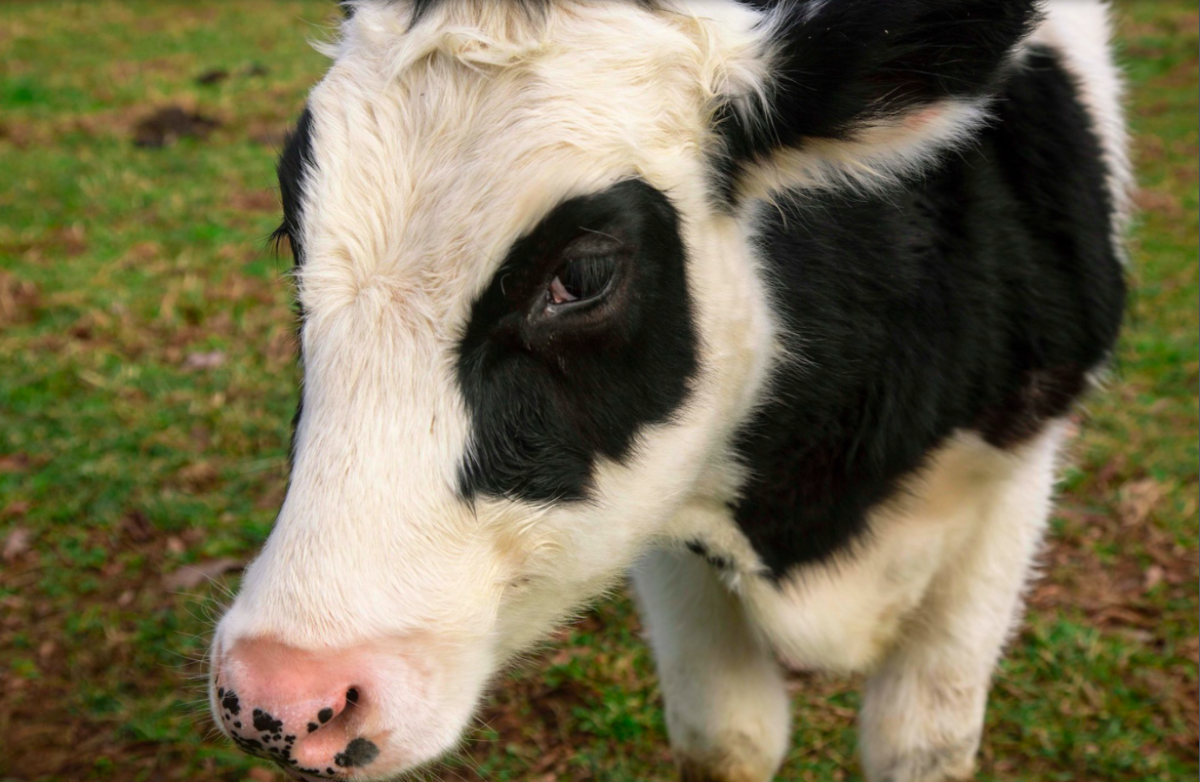 Зрачки козы