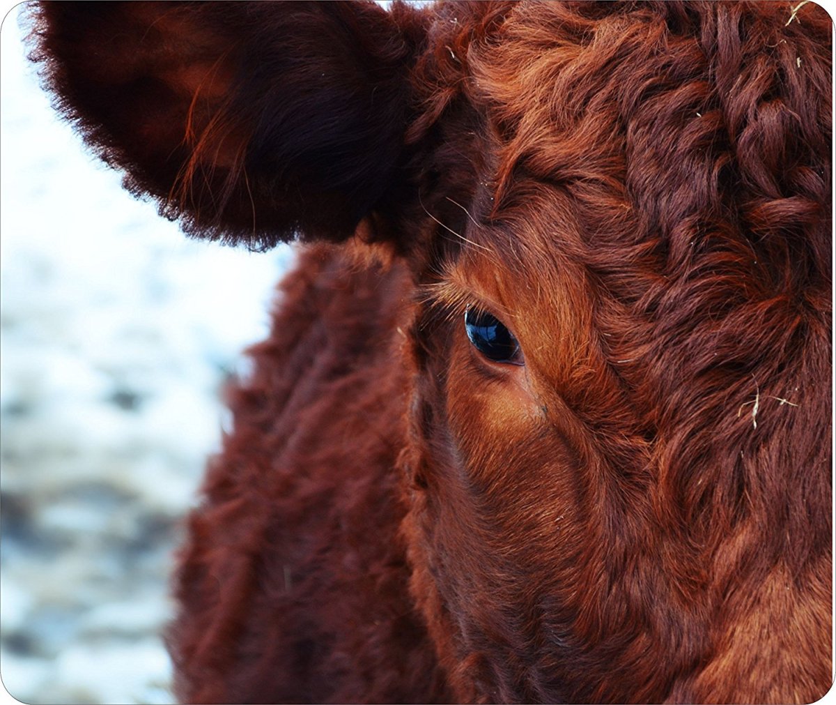 Добрые коровьи глаза