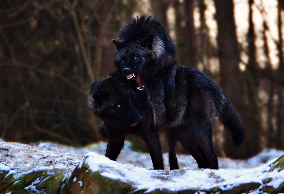 Сумчатая гиена