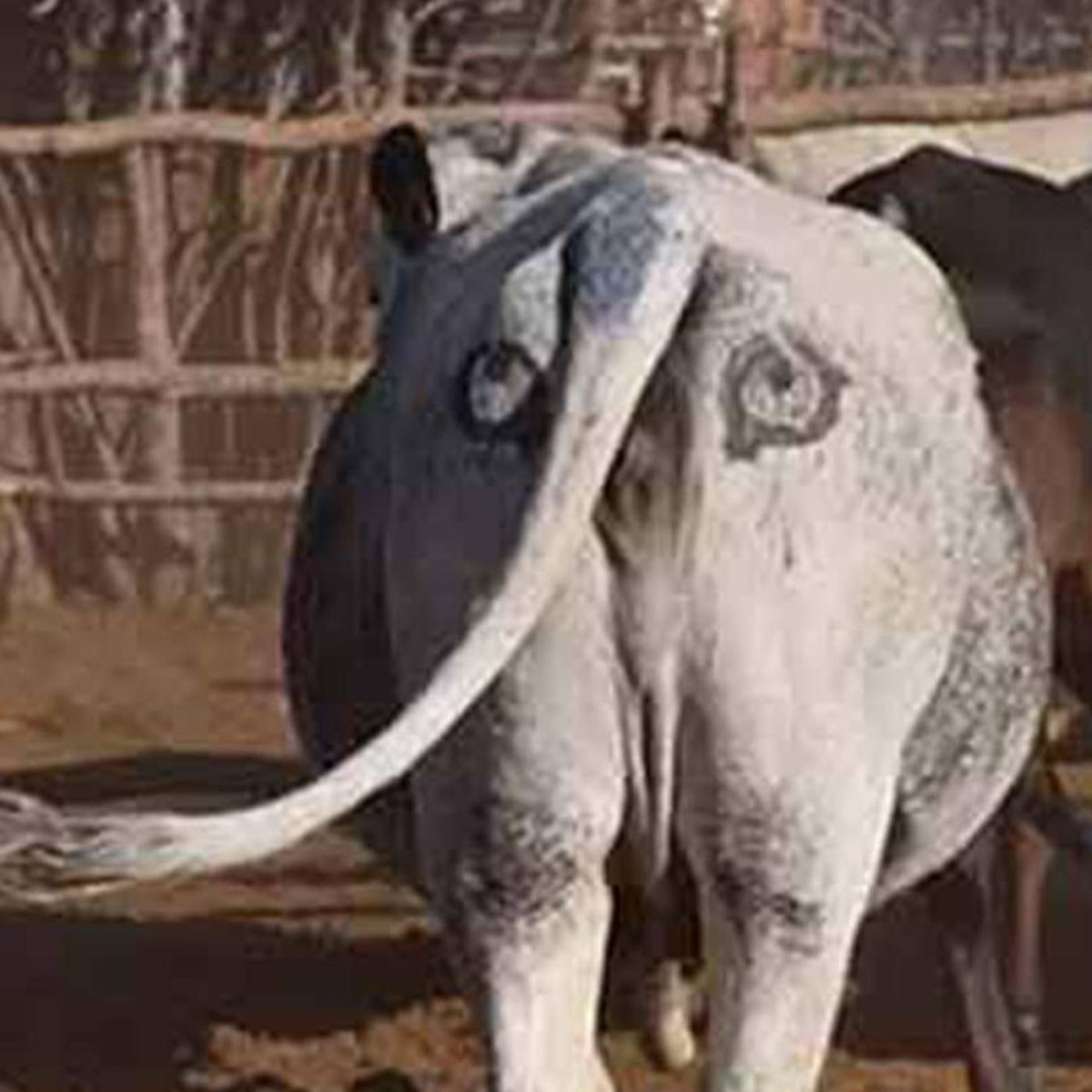 Хвост коровы