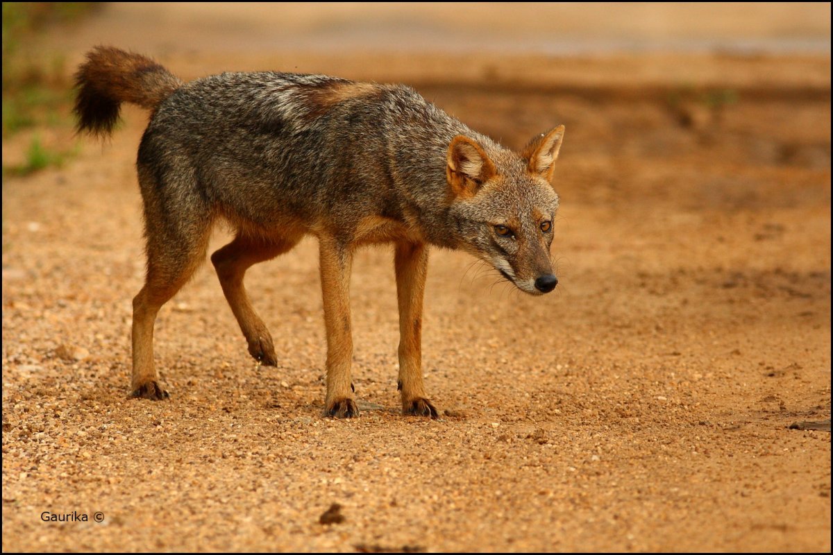 Черный койот