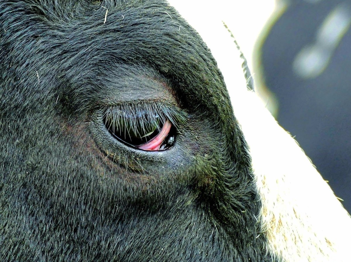 Глаз лошади