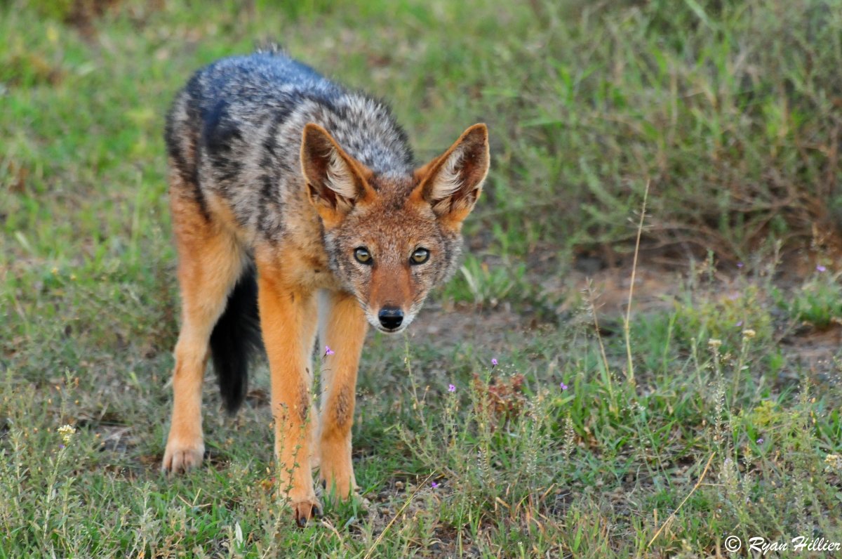 Мотиваторы с волками