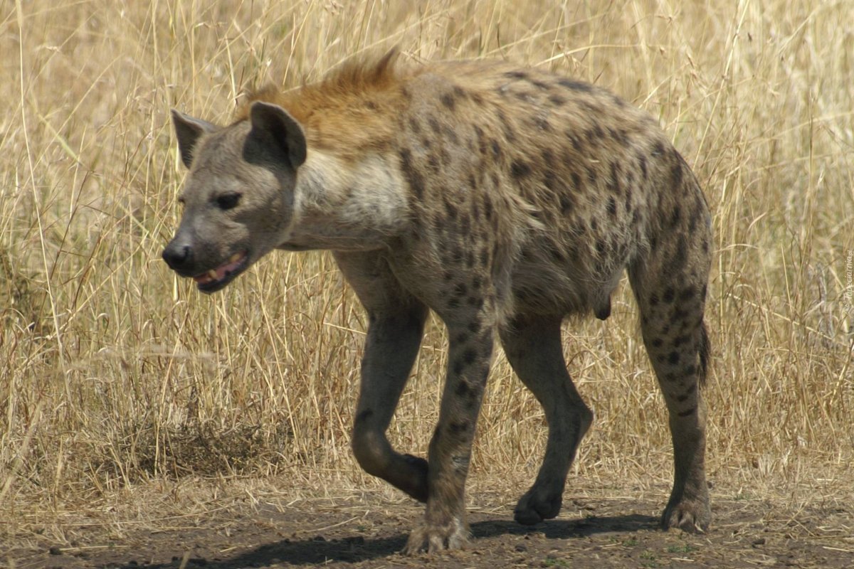 Волк не Шакал