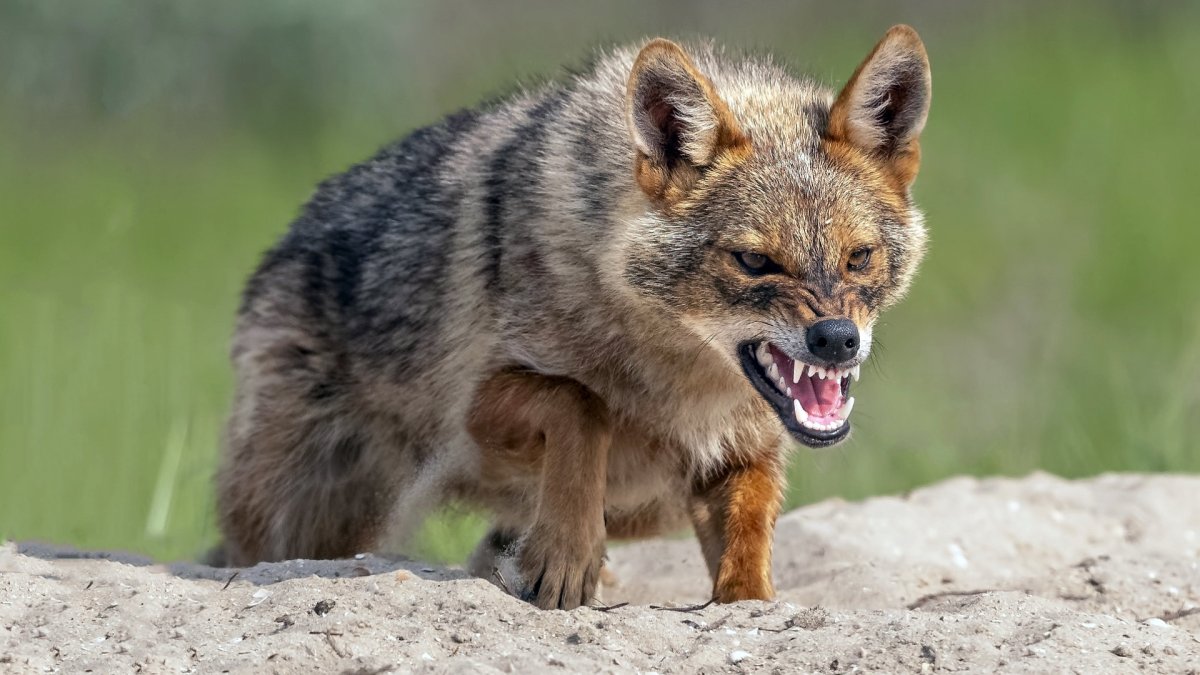 Луговой волк canis Latrans