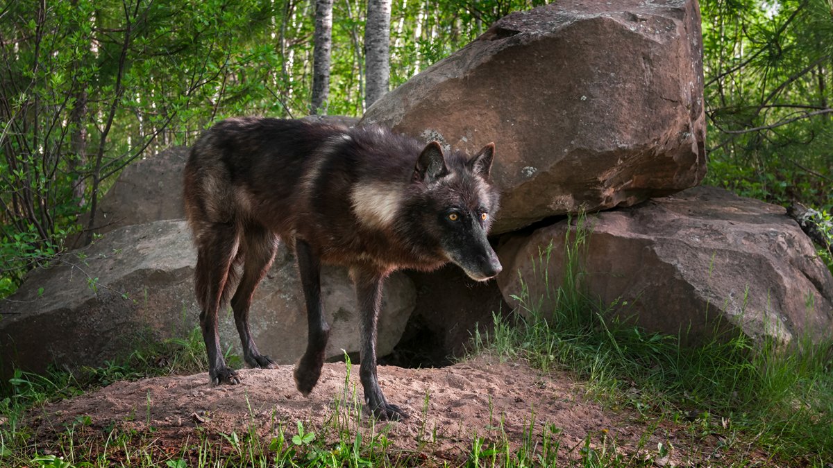 Черный Шакал