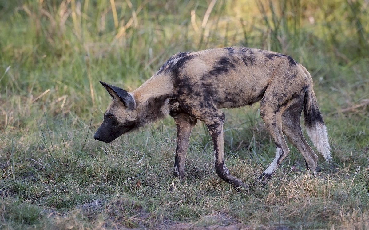 Обыкновенный Шакал