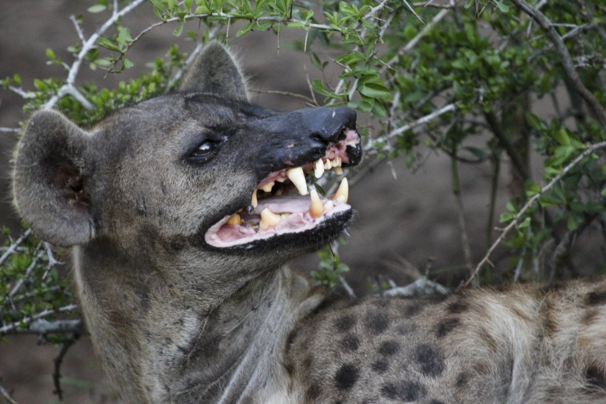 Астраханский Шакал