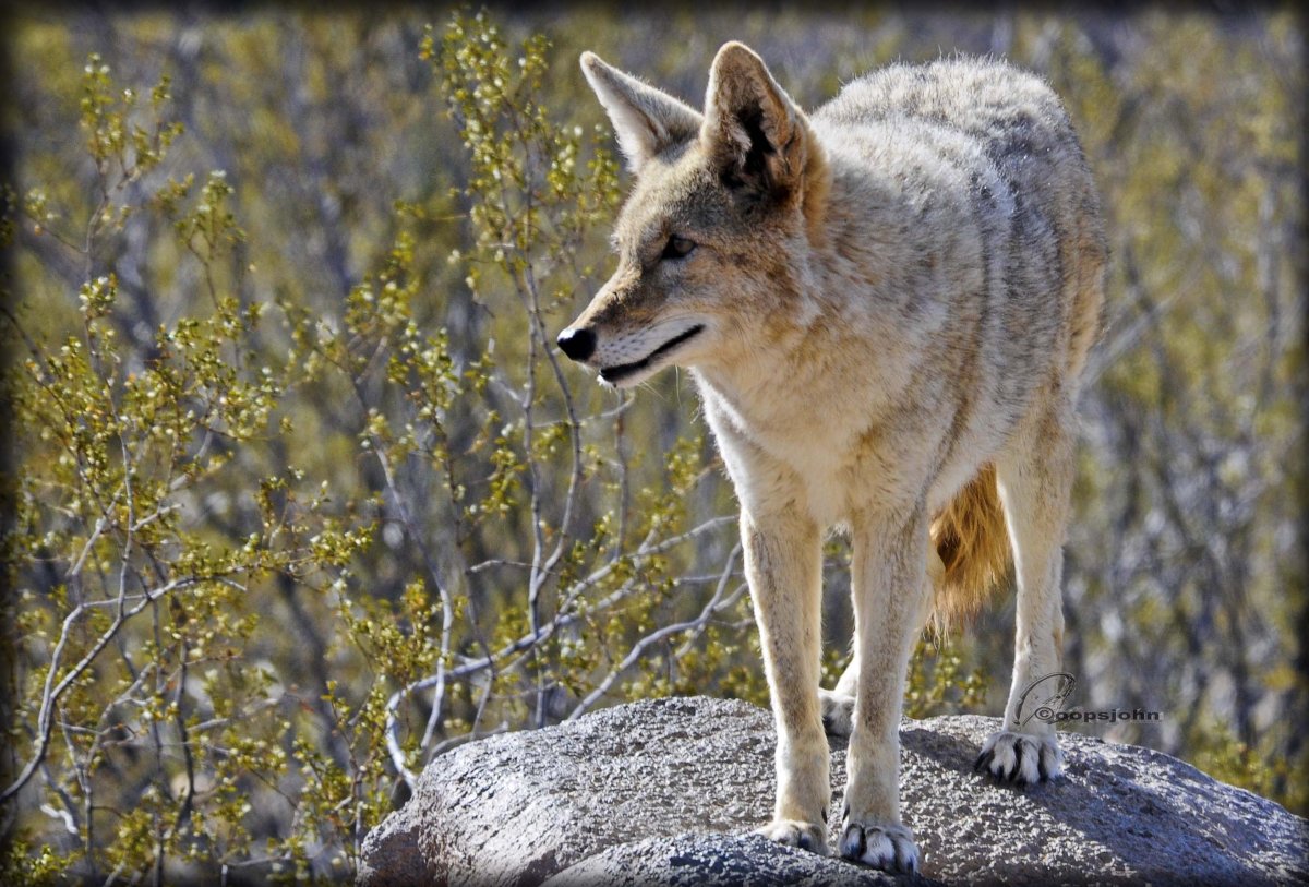 Аляскинский вольфхунд