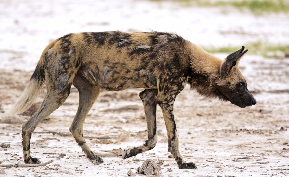 Гиена смеется