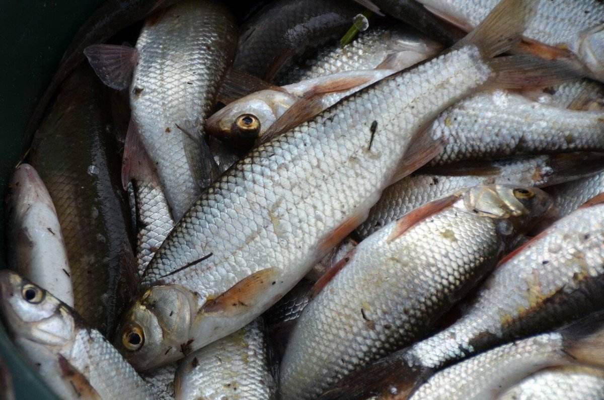 Елец-Мохтик рыба