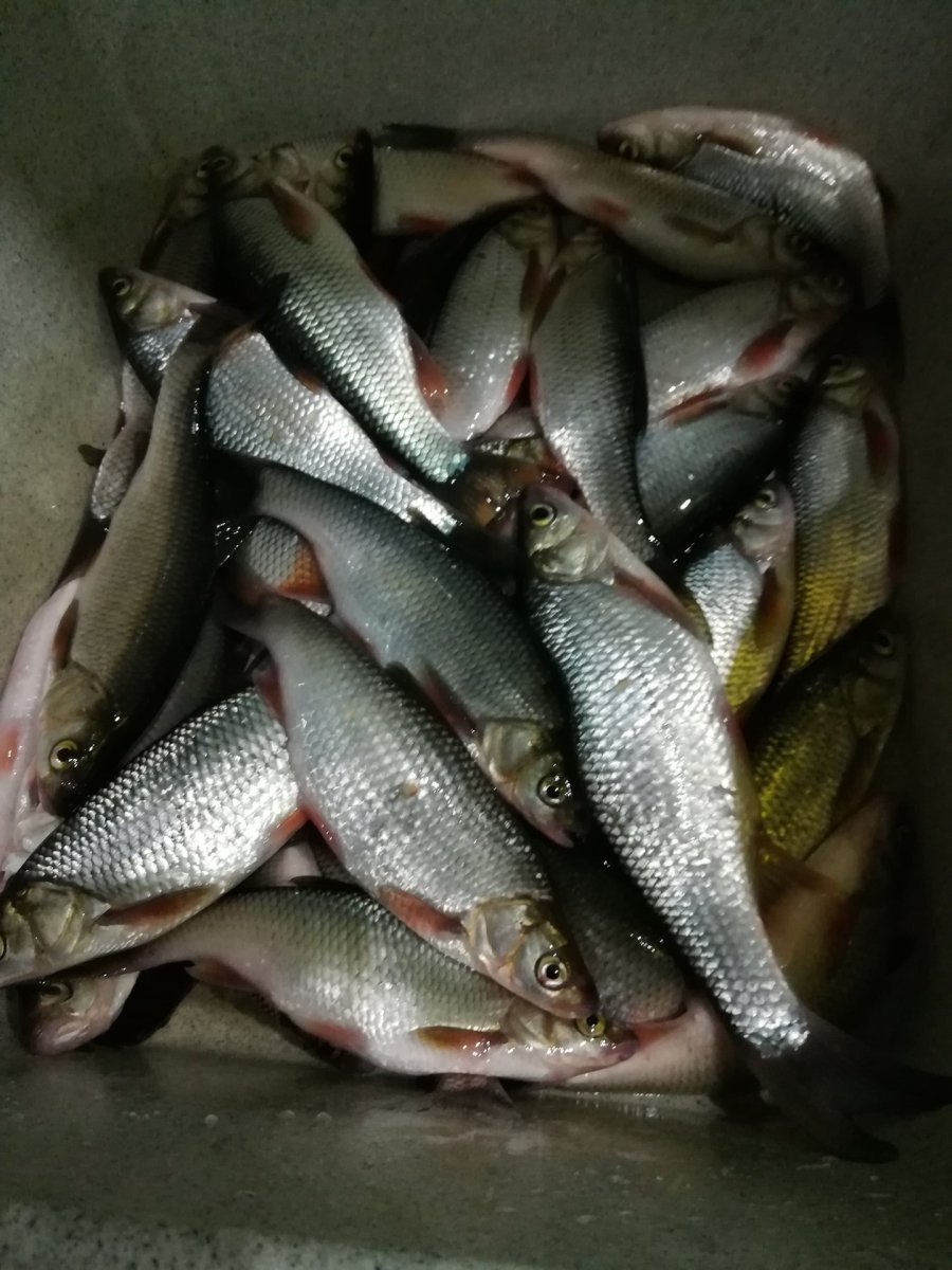 Мохтик рыба