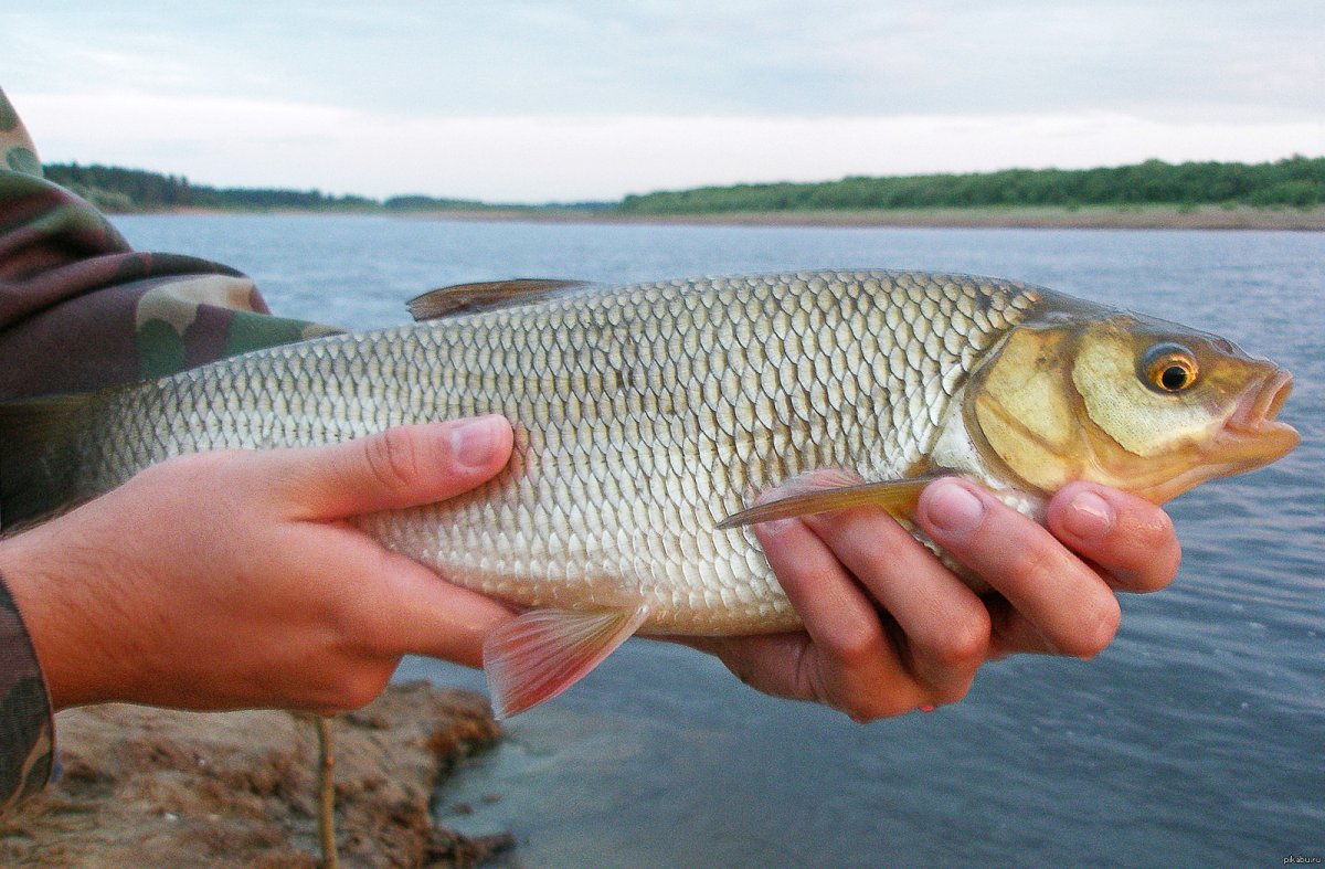 Уклейка рыба