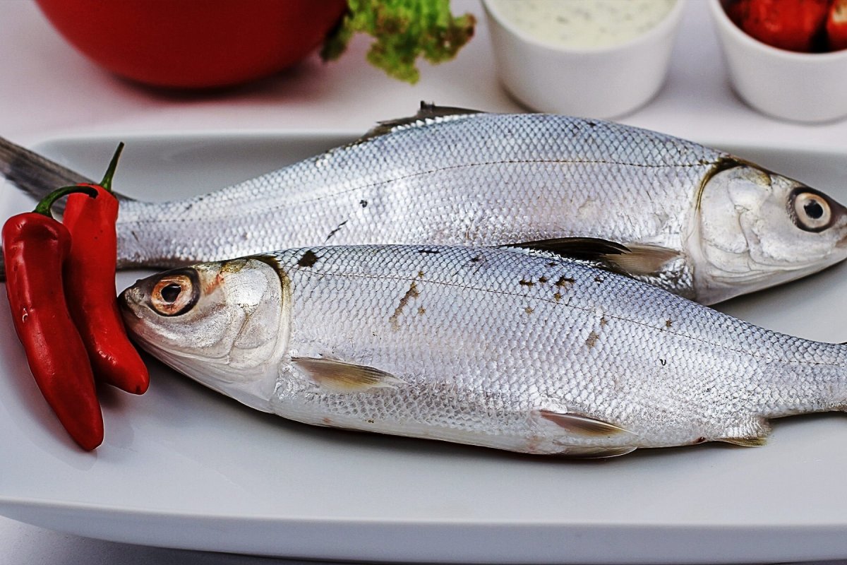 Амурский чебак рыба