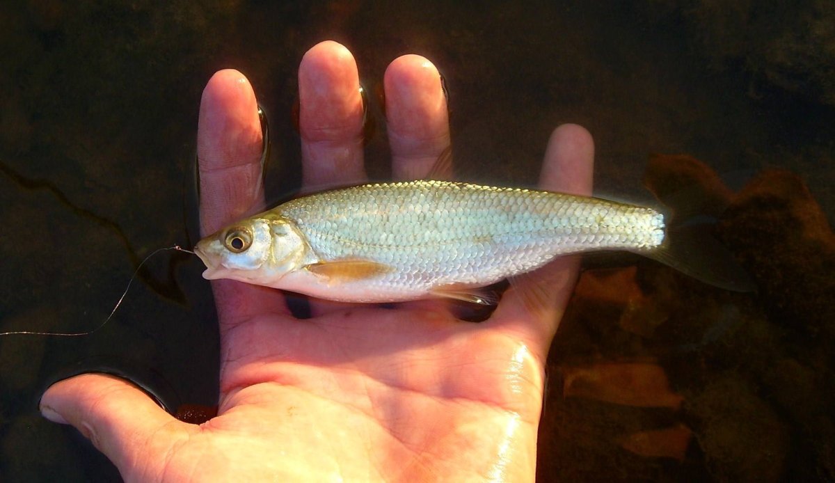 Елец обыкновенный Leuciscus Leuciscus