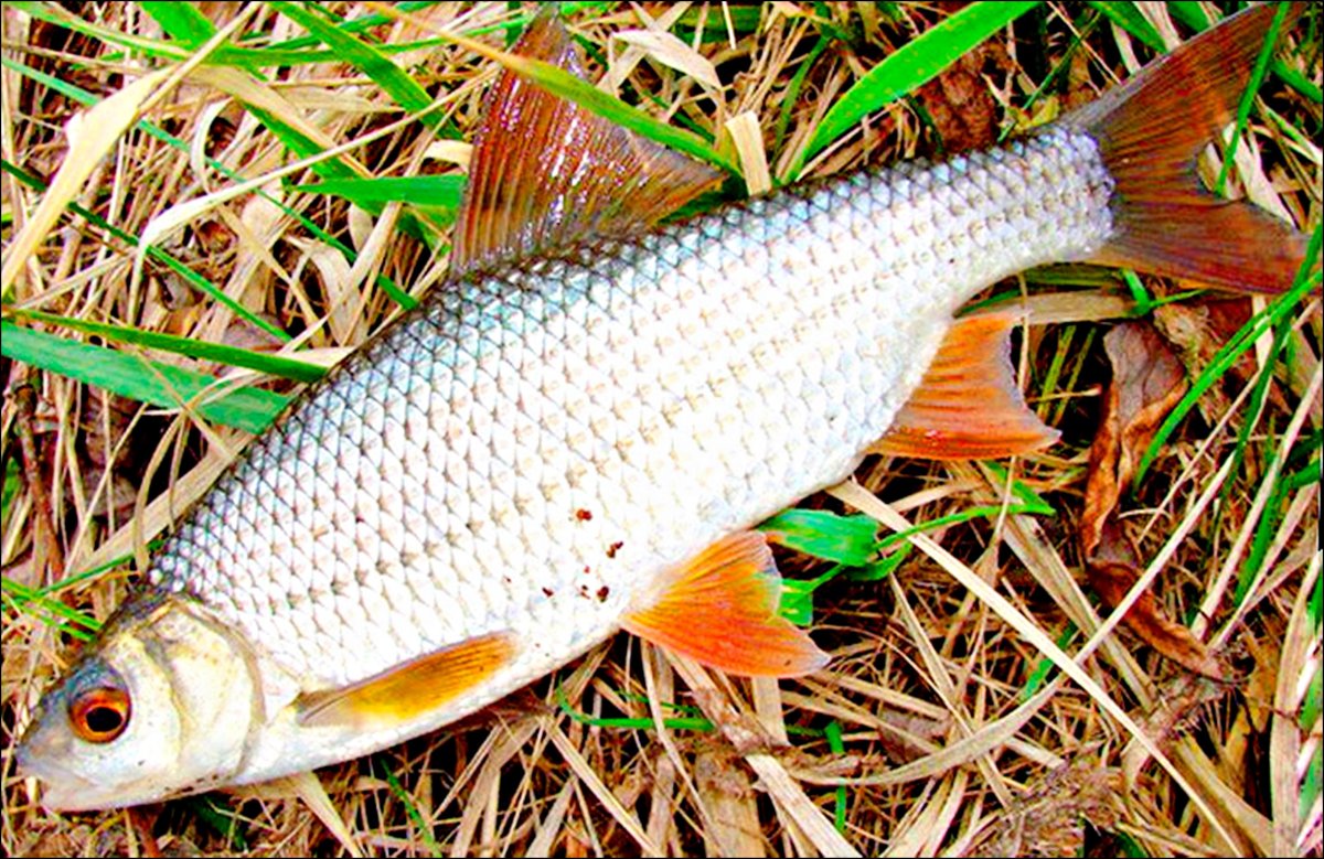 Сорожка плотва красноперка