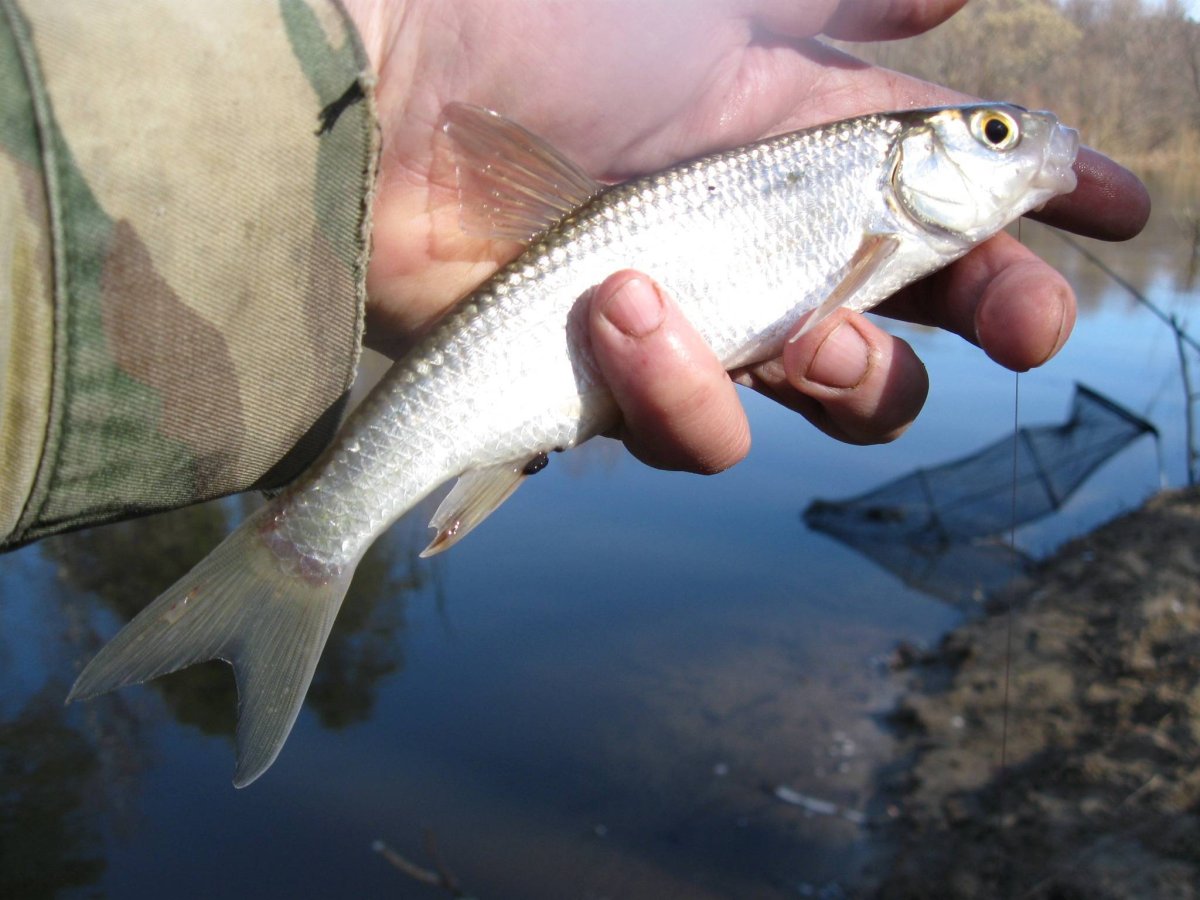 Елец Мохтик