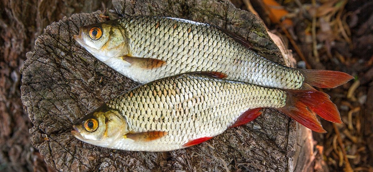 Сибирский Елец рыба