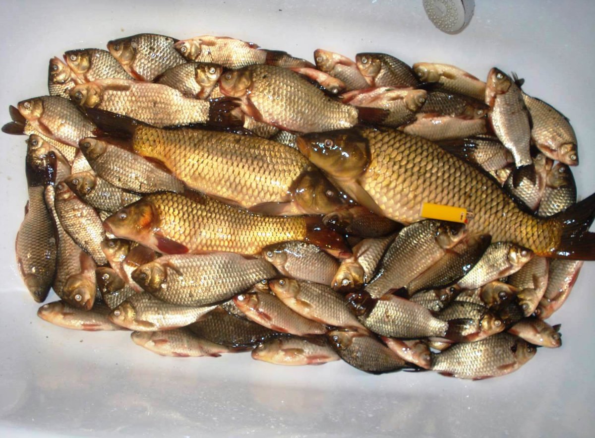 Елец-Мохтик рыба