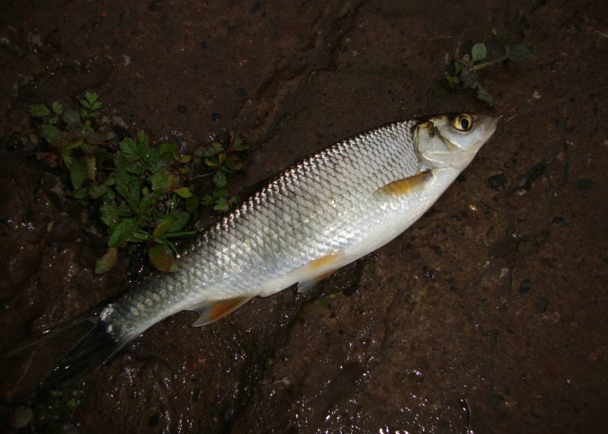 Сибирский Елец рыба