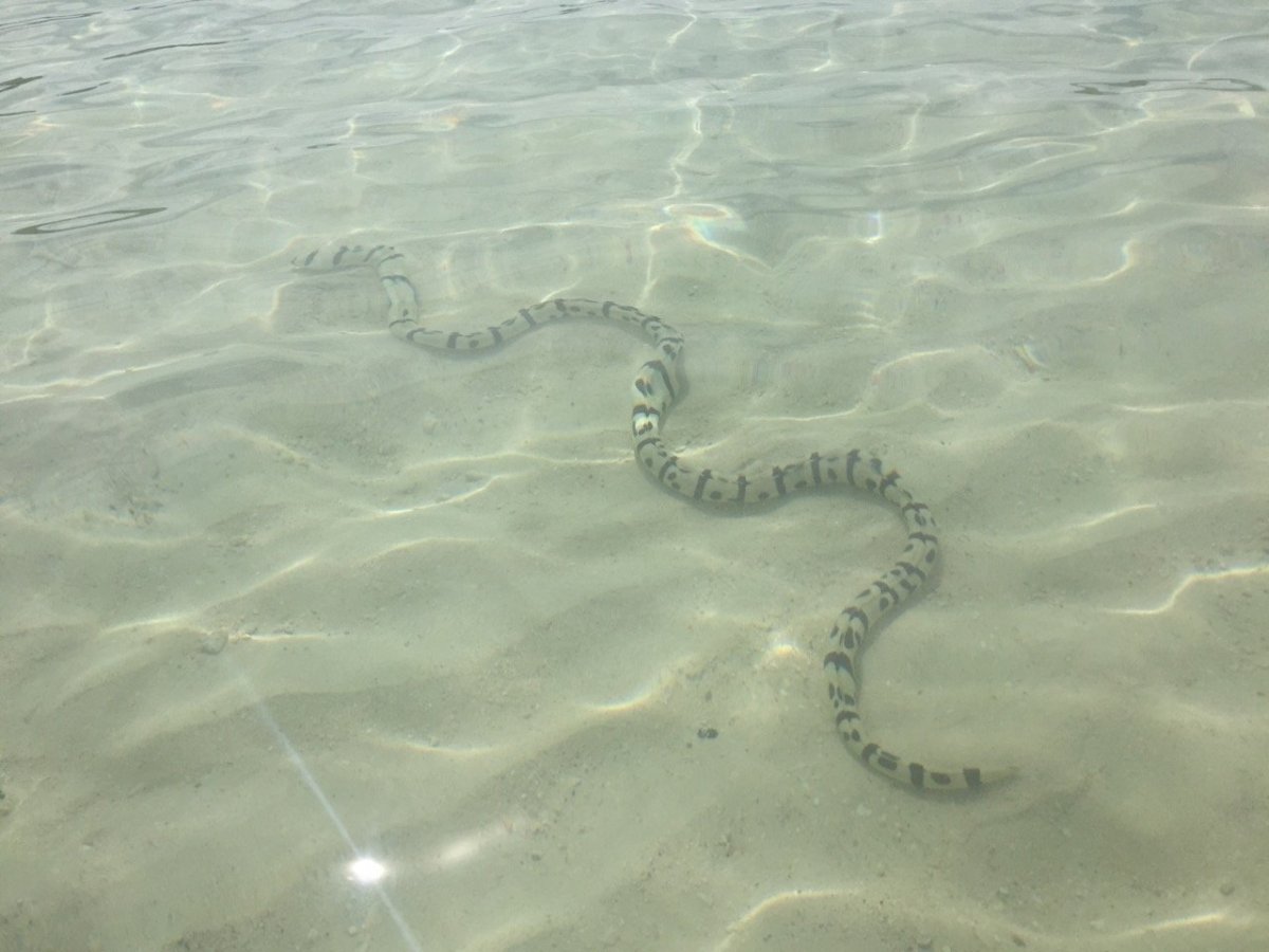 Песчаная мурена