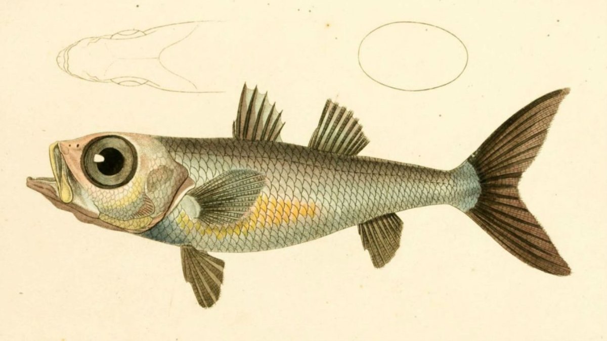 Японские рыбки