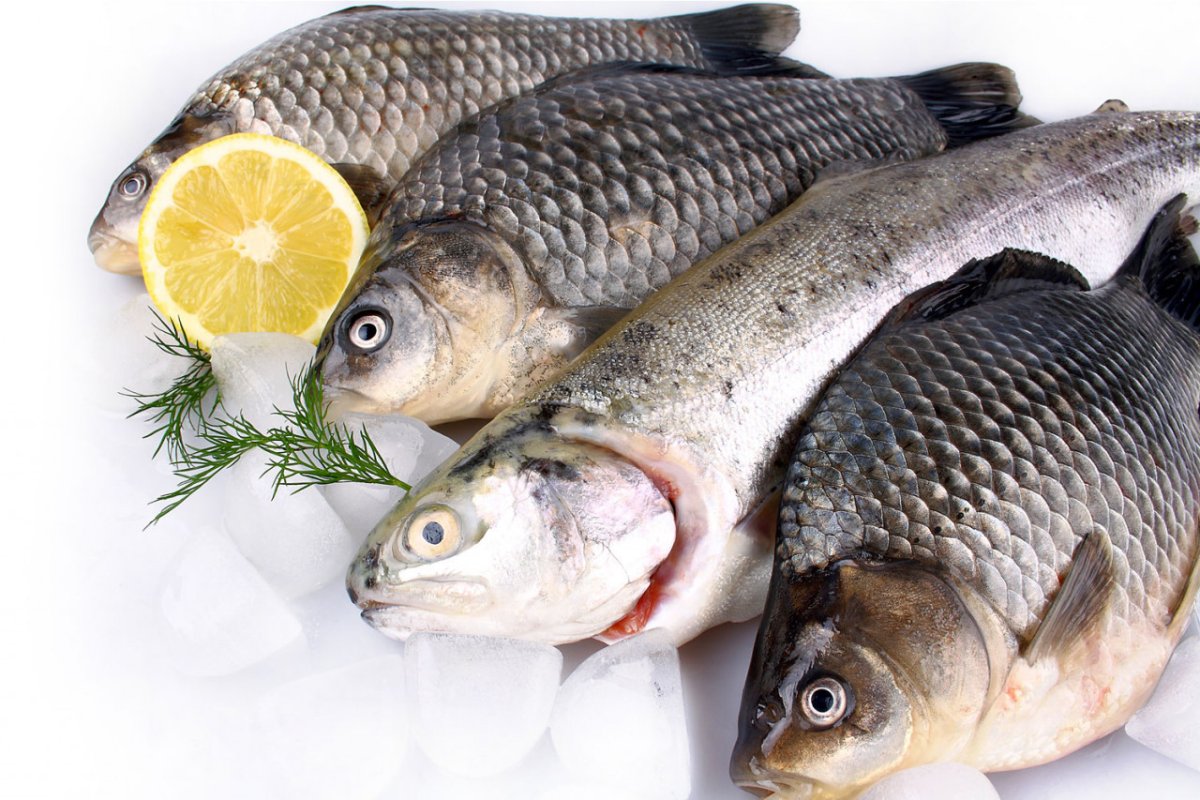 Мохтик рыба