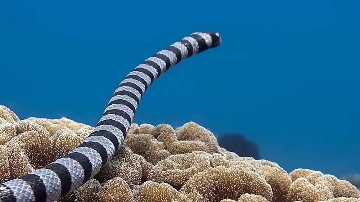 Морская змея Астроция