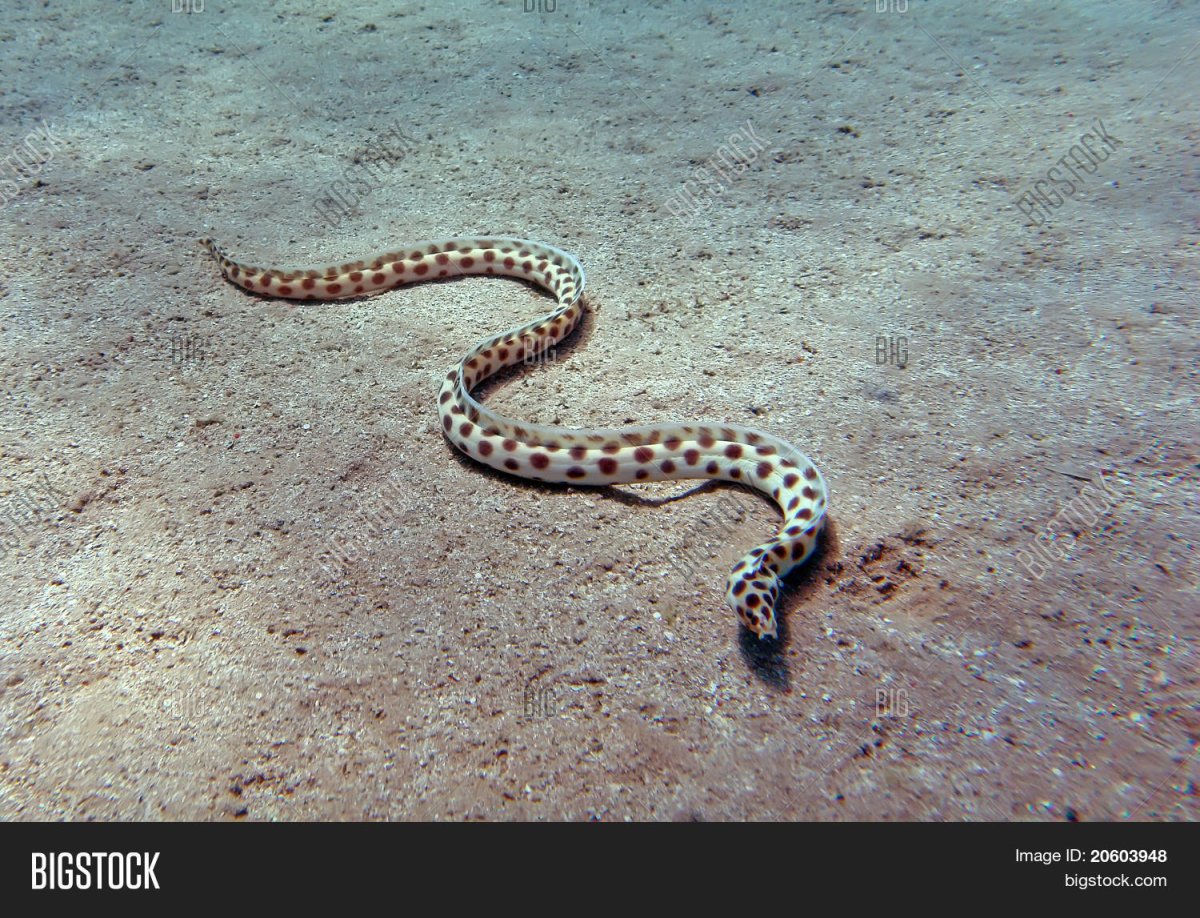 Пятнистая морская змея