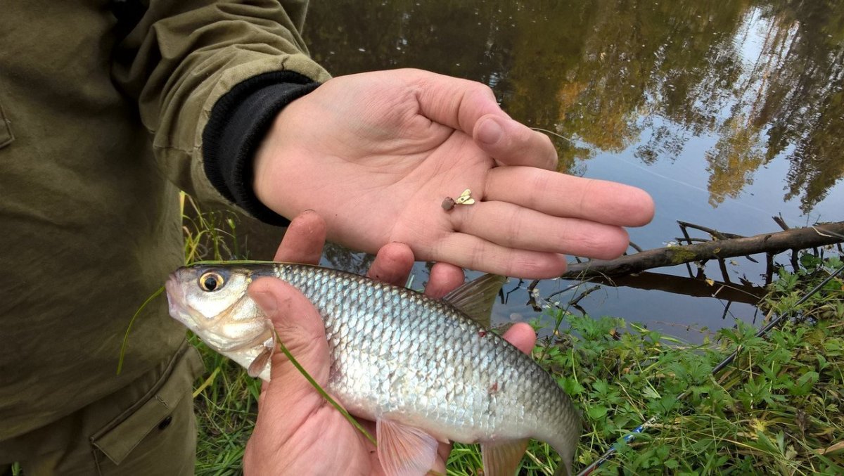 Елец Ангарский рыба