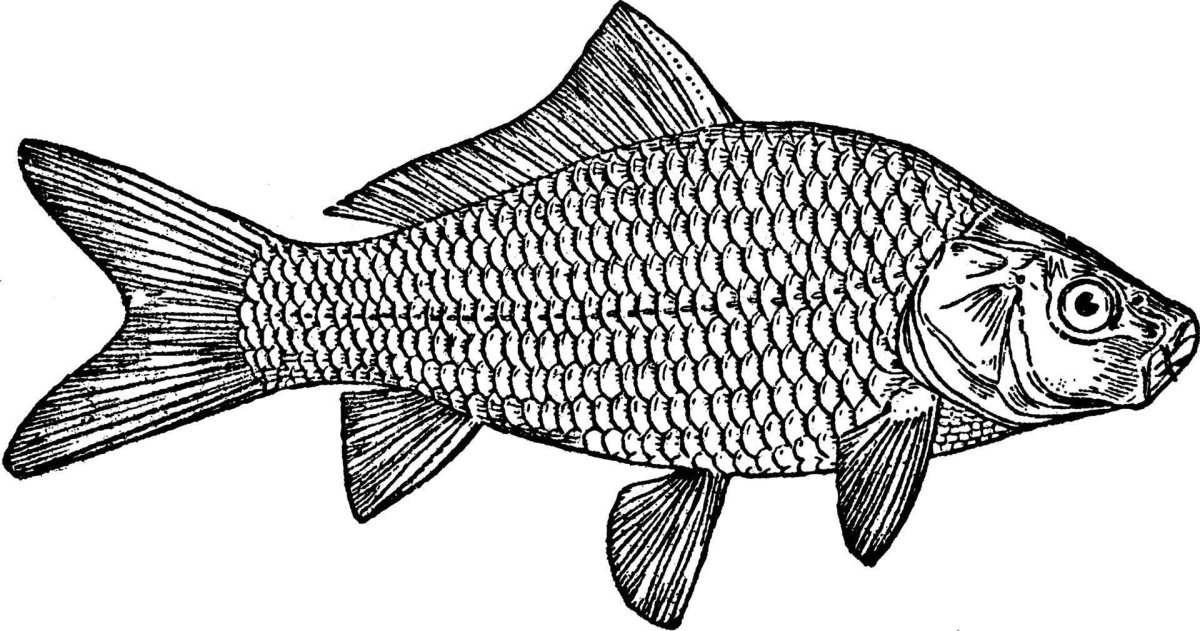 Рыбка для кошки