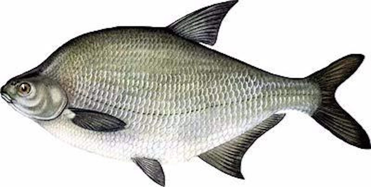 Язь жерех голавль