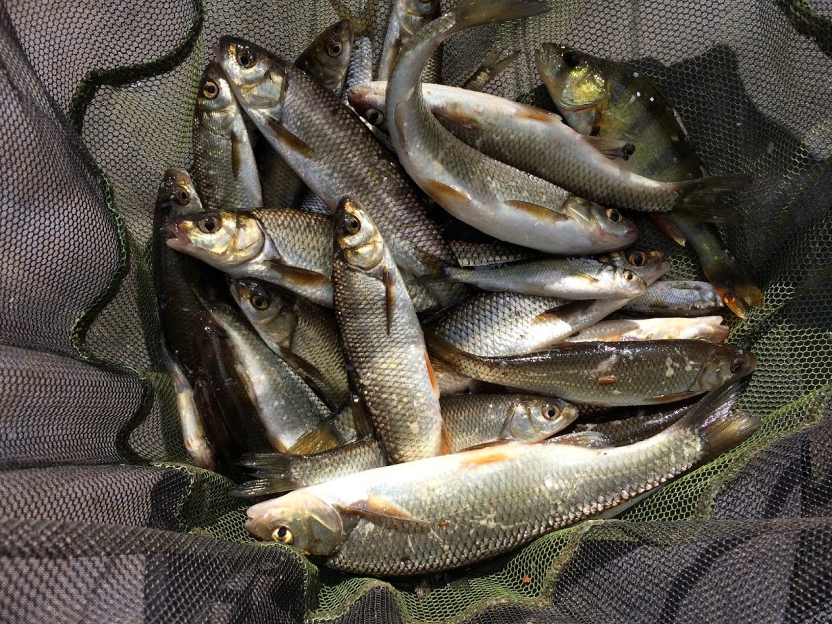 Старинные изображения рыб