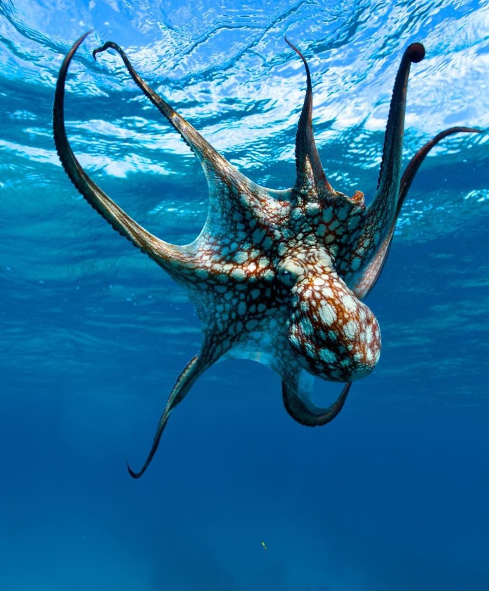 Жители моря и океана