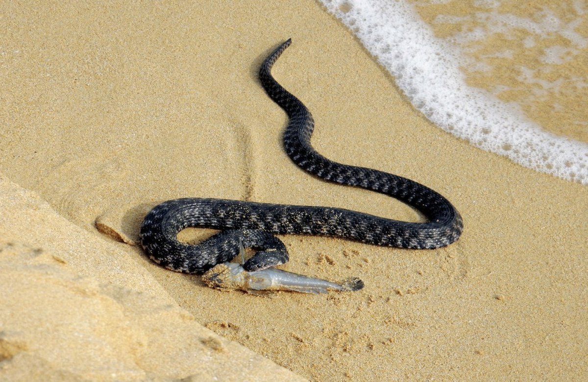 Морская змея пеламида