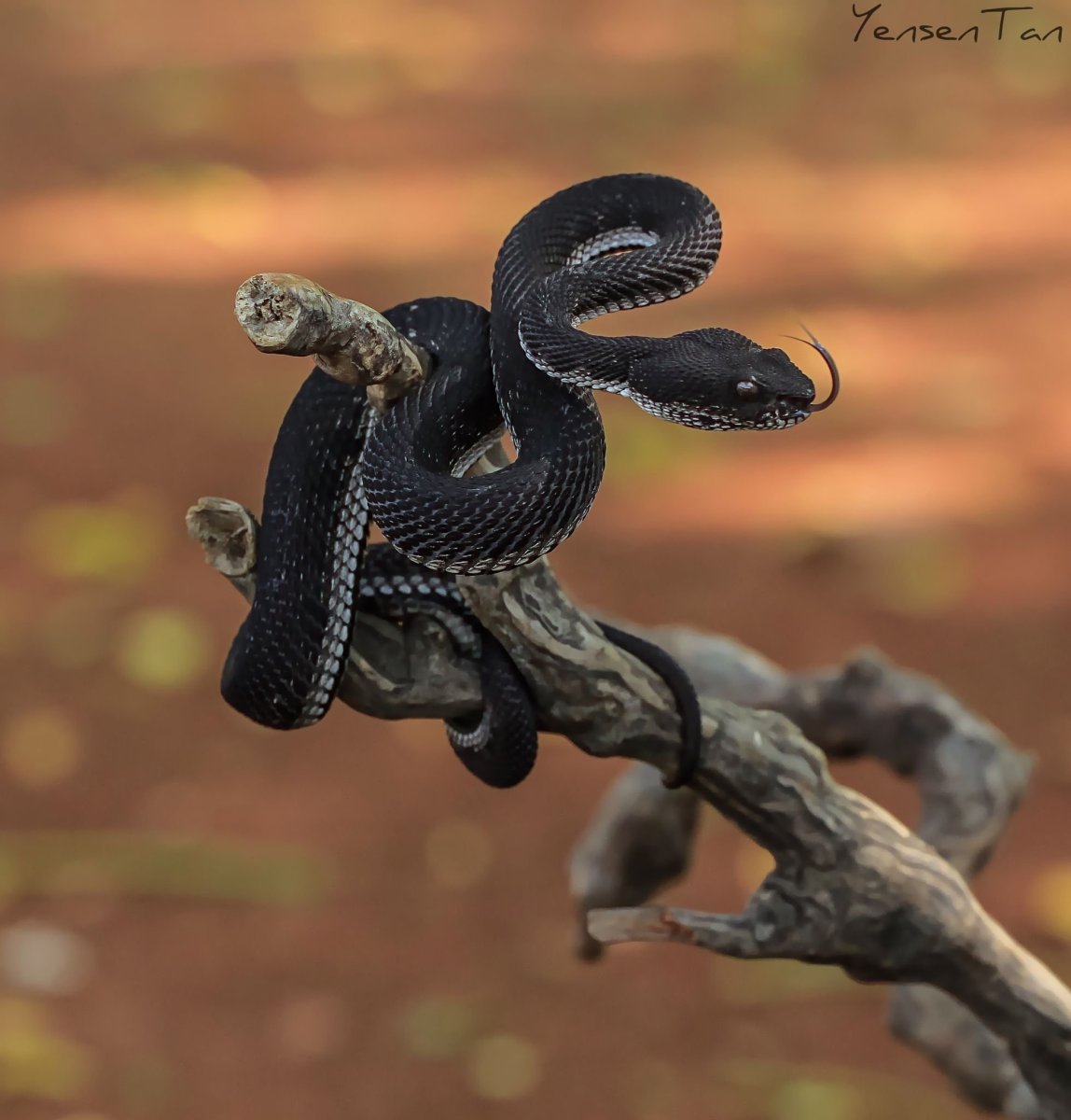 Морская змея мурена