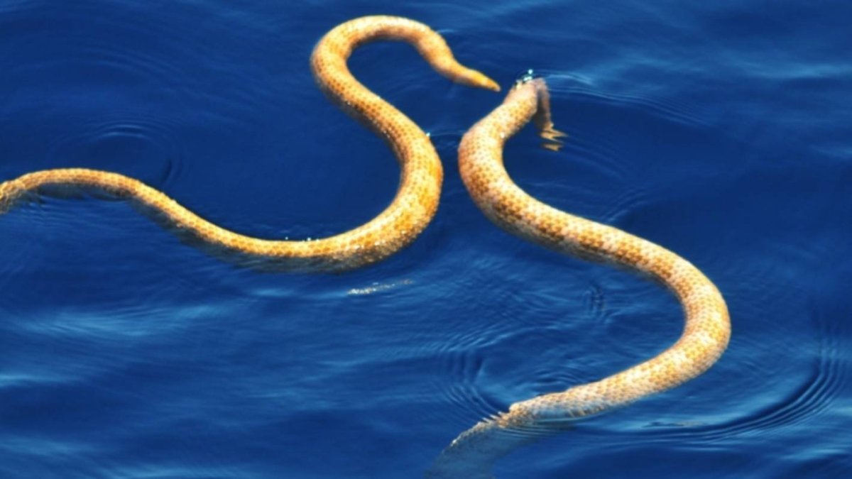 Морская змея в черном море