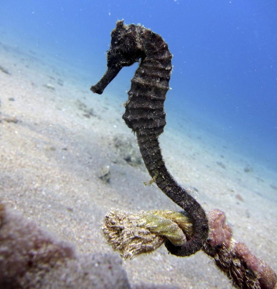 Морские змеи в черном море