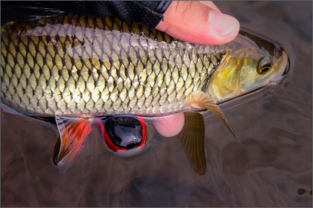 Обыкновенная плотва и чебак