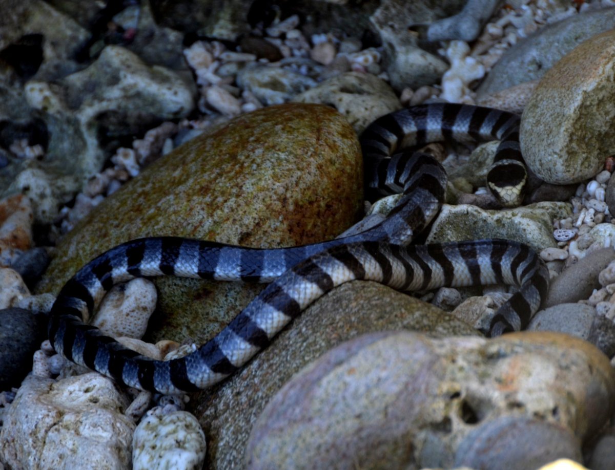 Морская змея Дюбуа