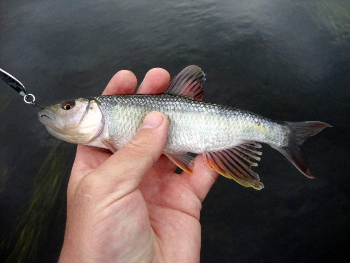 Сибирская плотва чебак